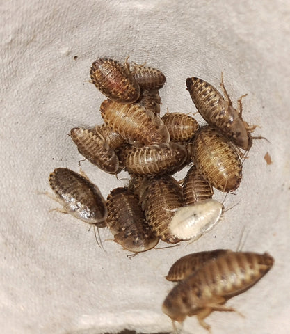 Blaptica dubia 1000 small nymphs